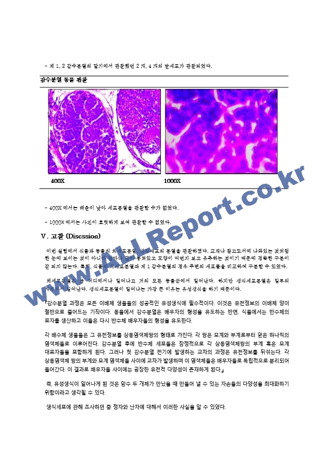 실험 11주차 생식세포분열의 관찰 결과 Report   (8 )